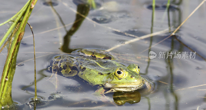 绿色可食用蛙(Rana esculenta synkl.)